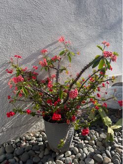 Corona de Cristo plant