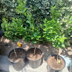 Grafted Dwarf Mexican Lime Trees 😃🌿🌿🌿