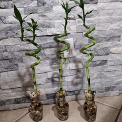 Bamboo Plant