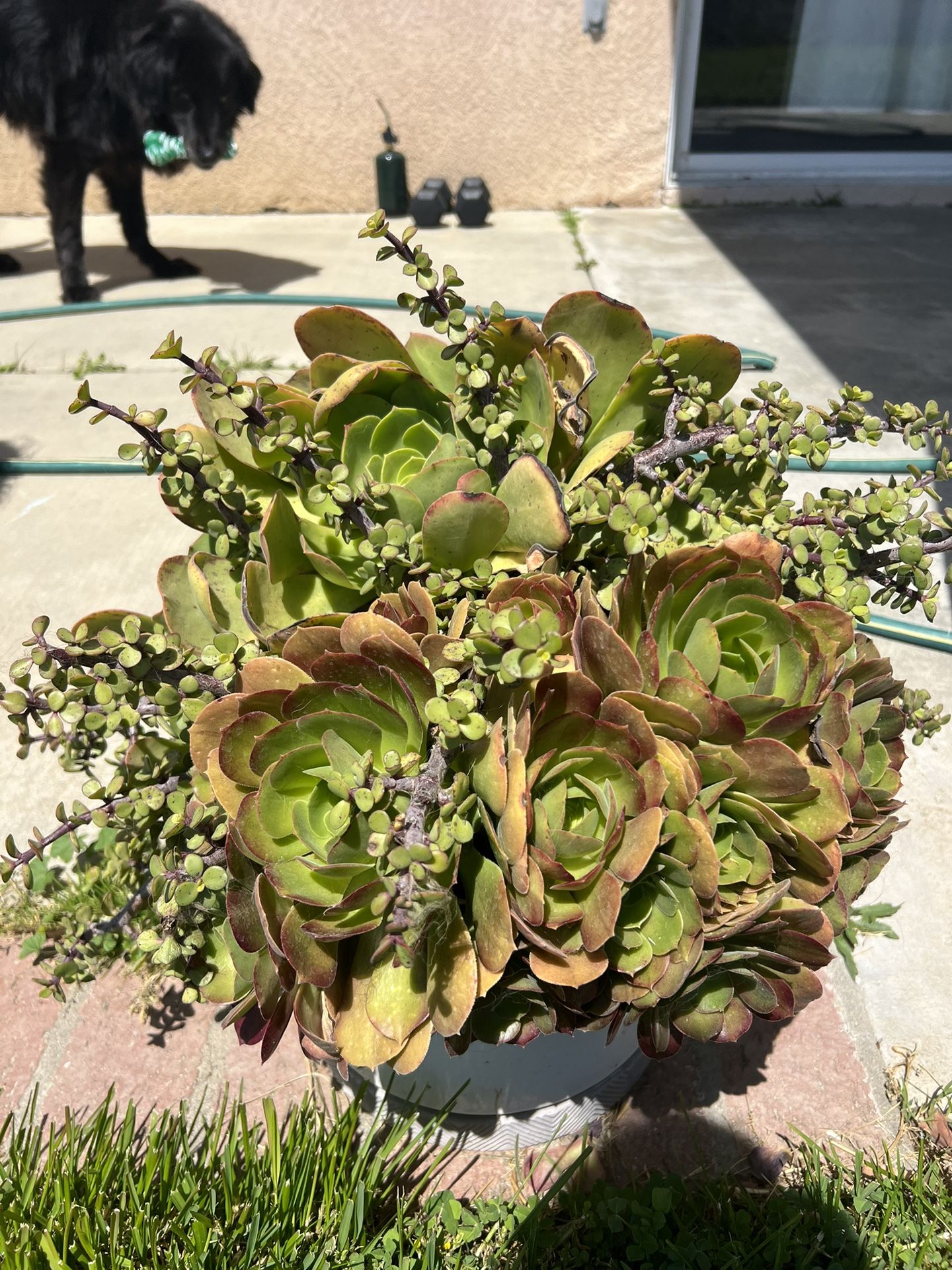 Large Pot with Succulents Offers accepted