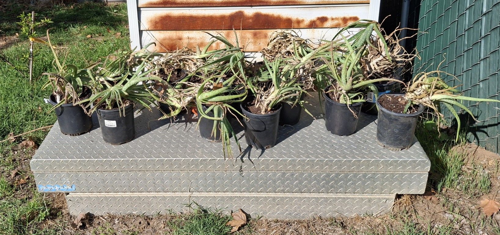 Aloe Plants