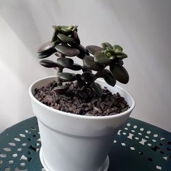 Healthy Jade Plant 