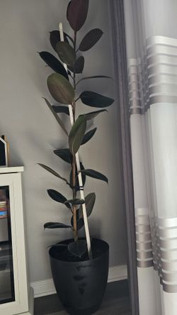 Burgundy Rubber Plant, Live Indoor / Outdoor Ficus Elastica Tree
Pick up only🪴🪴
6-7,feet tall
