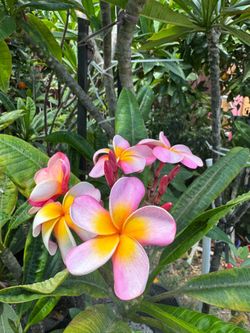 Plumeria