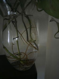 Photos