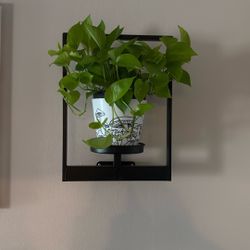 Hanging Plant Frame