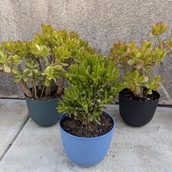 3 Jade Succulents