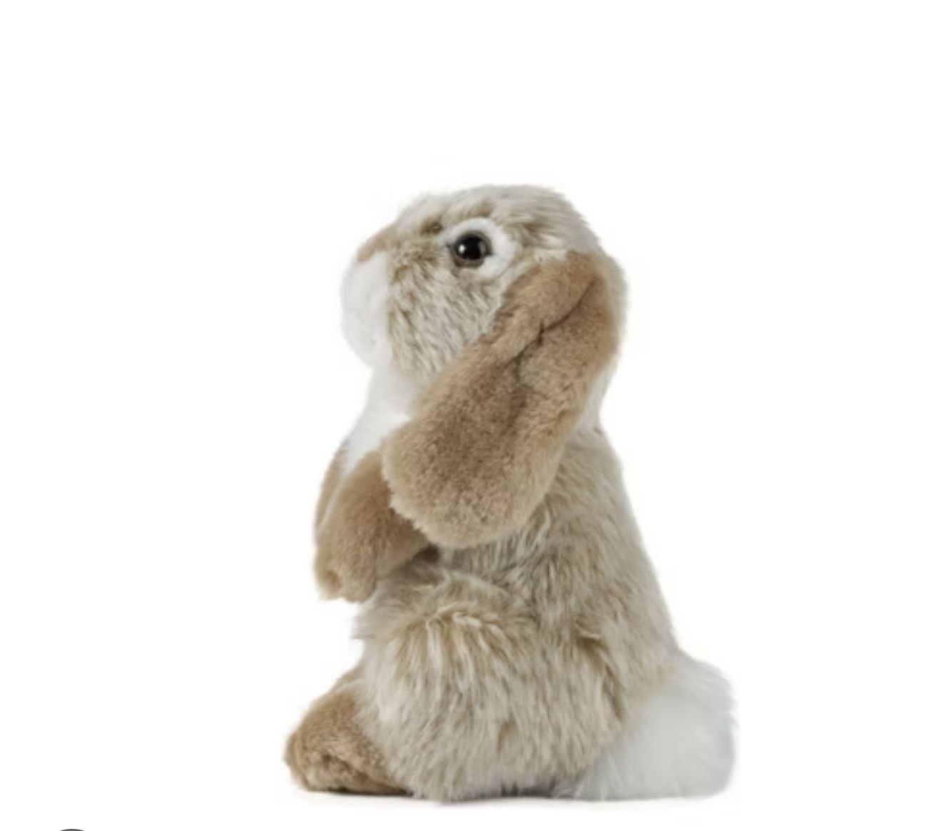 Holland lop bunny