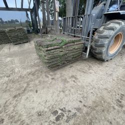 Grass And Sprinkers 