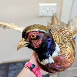 Taxidermy Male Ring-Necked Pheasant