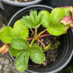 Strawberry Plants