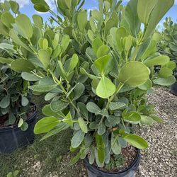 Spectacular 15 gallon clusia plants 4.1/2" x 5" tall