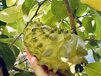 Cherimoyas Custard Apple Fruit $40