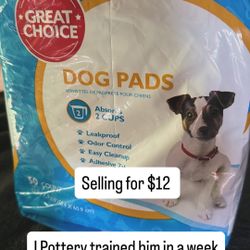 Dog Pads 