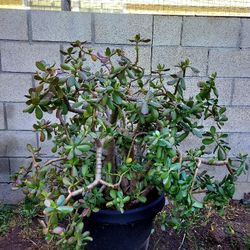 Giant Jade Plant