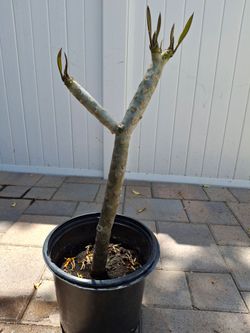 Pink Plumeria Plant