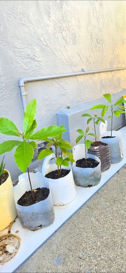 HASS Avocado Seedling Plants. $5/ea Pot.