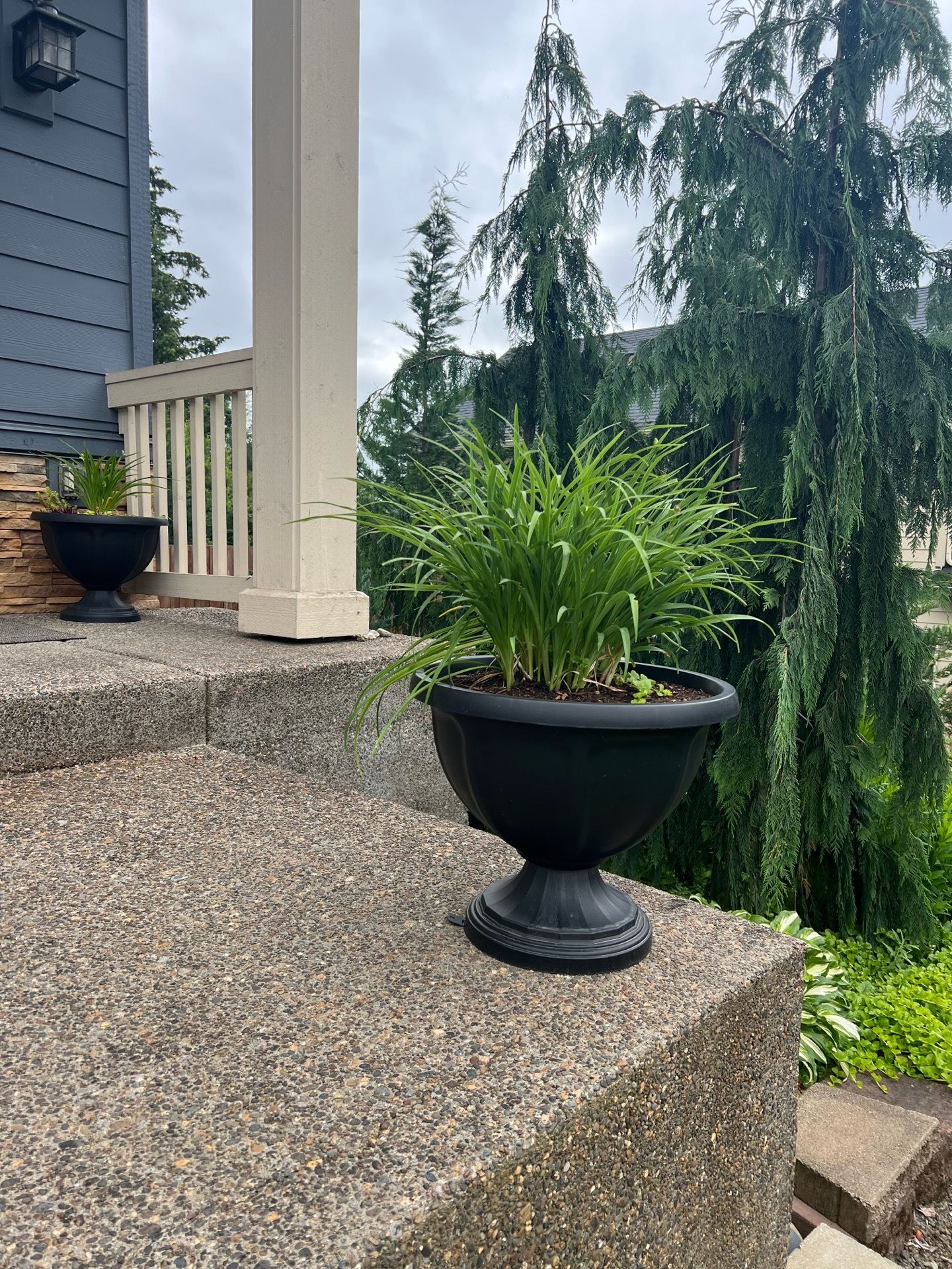 beautiful flowers in new large pot