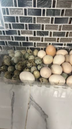 Eggs  quail