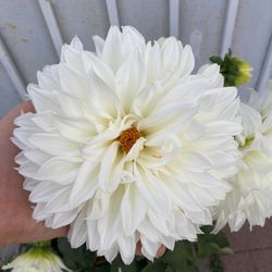 Planta De Flor De Dhalia Con Flor Gigante, Está En Maceta De 5 Gallones Pick Up only