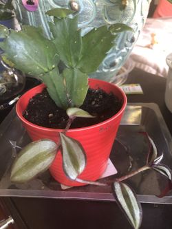 Christmas cactus with hanging plant