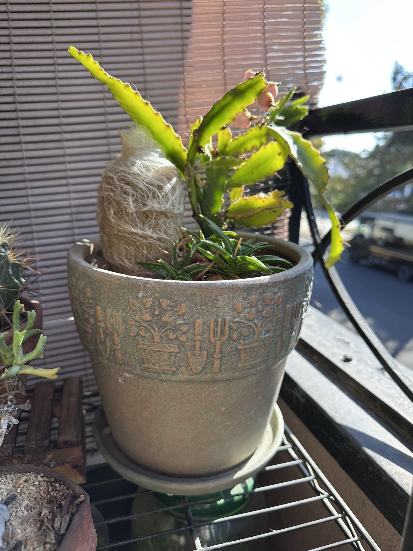 Potted Cactus Succulents
