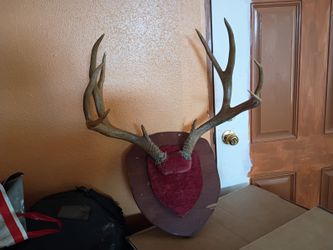 Horns