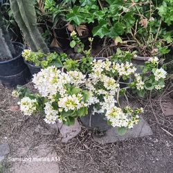 White Flowers Plant
