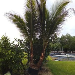 SALE! BEAUTIFUL COCO PALM FOR SALE