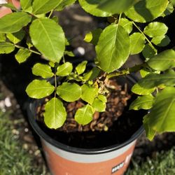 Peony Outdoor Plant