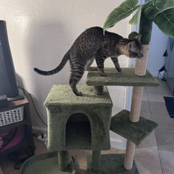 cat tower 