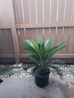 1-10"- Sego