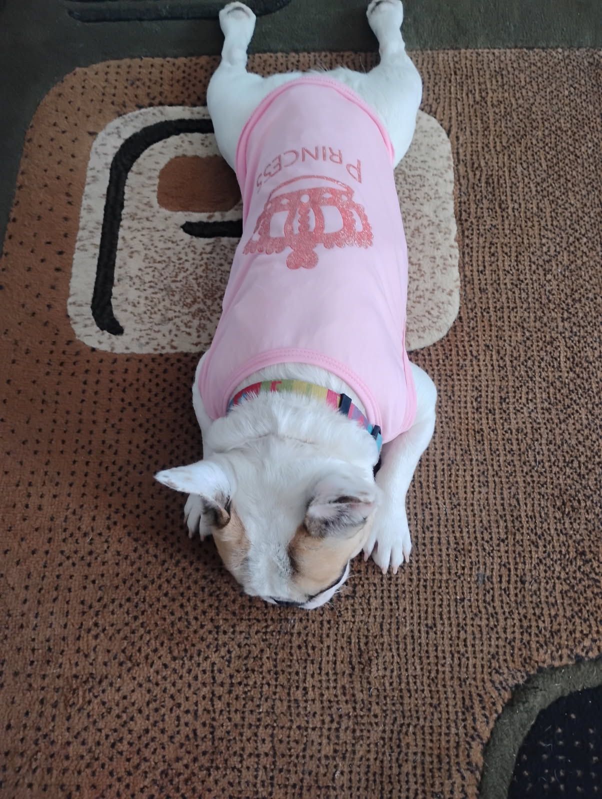 Pup Clothes