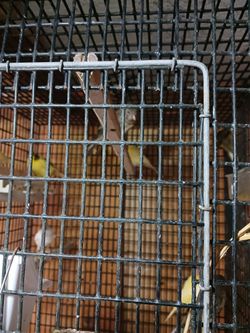 Beautiful Canaries FOR SALE