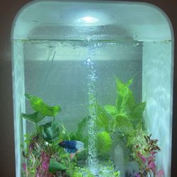Biorb Fish Tank