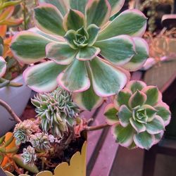 Succulent Plant 