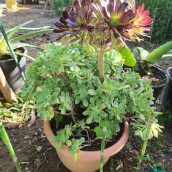 Aeonium Succulent Flower 