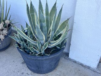 Agave Americana Variagated Marginata Century Plant 