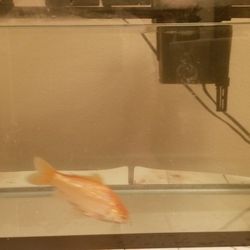 Fish Aquarium 