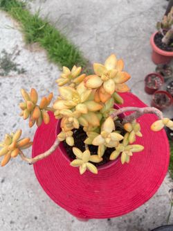 Coppertone Stonecrop Succulent