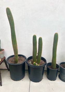 Golden Torch Cactus