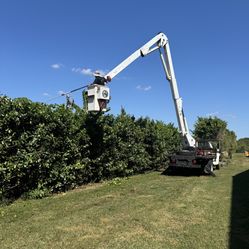 Tree Work