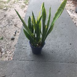 One Pla  Garden  Decorations 