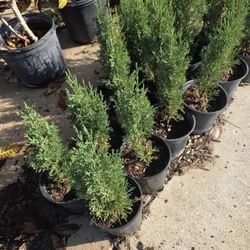 Pinos Italianos Cypress 1gallon 1ft 