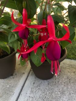 Fuchsia plant