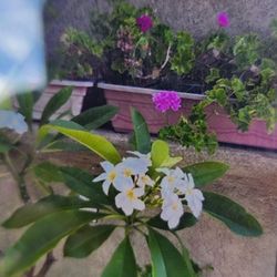 Plumeria blanca