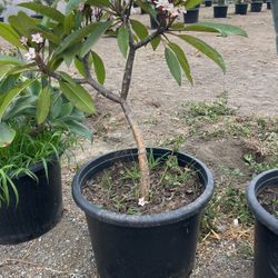 Plumeria Plant