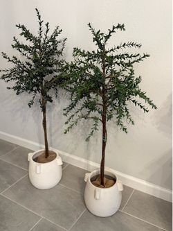 Myrtle plant 2ea