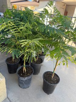 Árboles De Royal Poinciana En 5G 4 Pies $60 Cada Uno Precio Firme