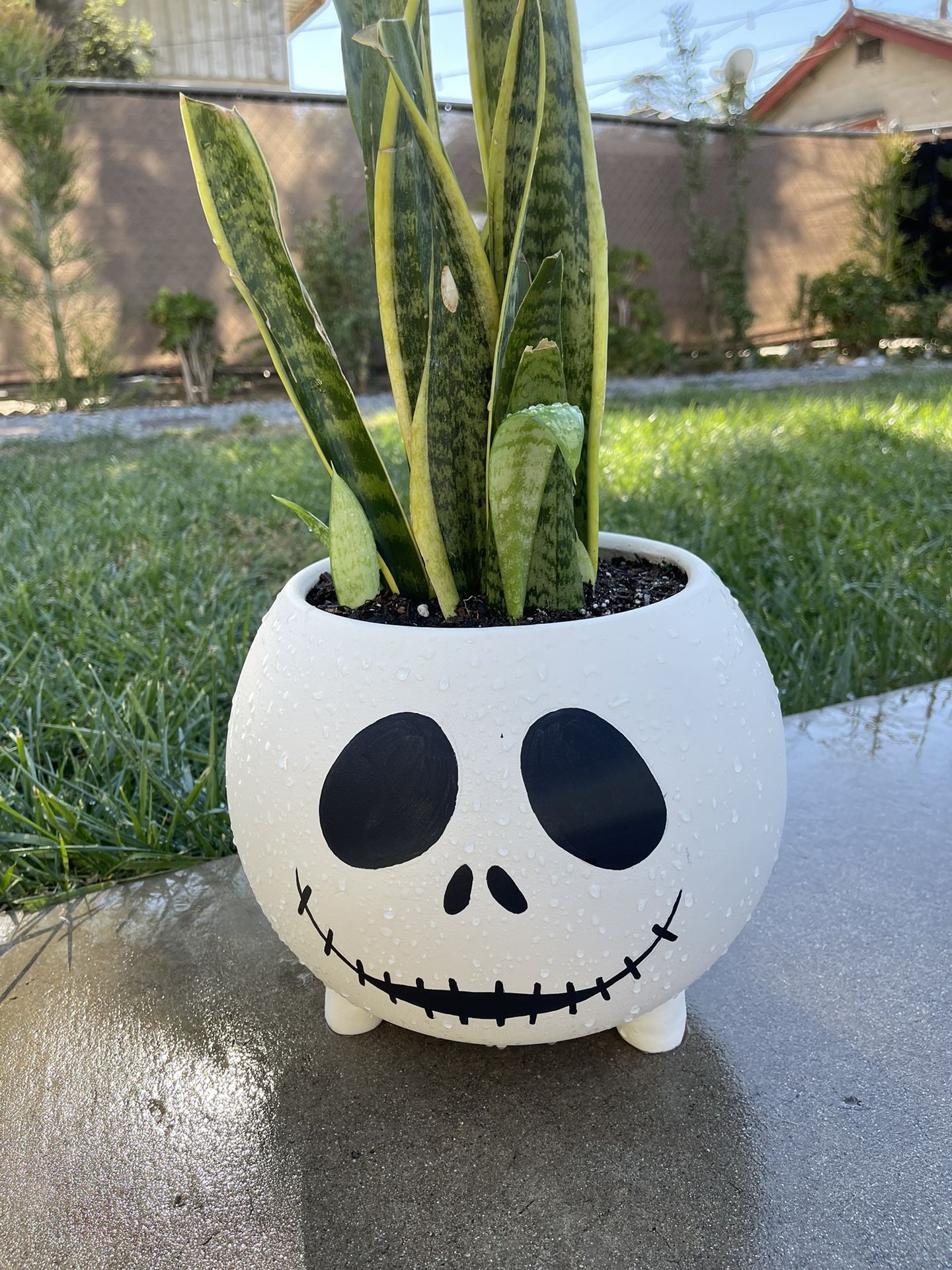 Nightmare Before Christmas Jake Skellington Planter With Snake Plant